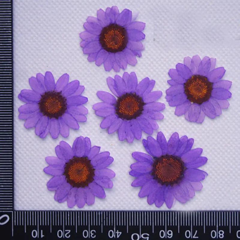 Pressed Flowers for Home Decoration, White Chrysanthemum, Bulk Packing, 1000PCs