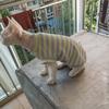 Summer Stripe Cotton Vest for Sphynx And Devon Hairless Cats High Elasticity Air Conditioned Thin Cat Clothes
