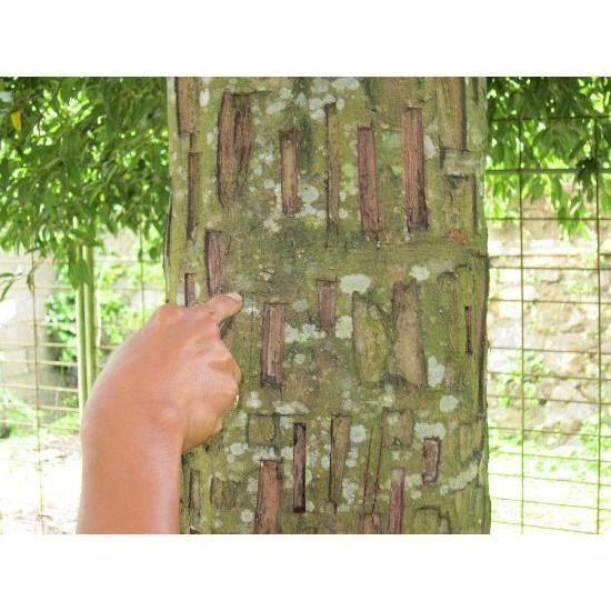 Complément Alimentaire Herbal D-tox Cannelle ~ Cinnamomum verum - 100 gélules x 500 mg – Anti-inflammatoire, Antioxydant