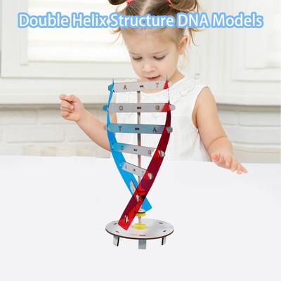 1 Set DNA Models Eco-friendly Stimulate Imagination Exercise Creativity Intellectual Development