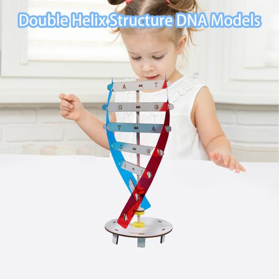 1 set Interesant Stimulează imaginația Îmbunătățește concentrarea Structură inovatoare cu dublu helix Modele ADN Jucării pentru copii Echipament de experiment