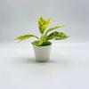 Home Simulation Green Small Potted Plants Desktop Decoration Fake Potted Landscaping Artificial Flowers Creative Ornaments