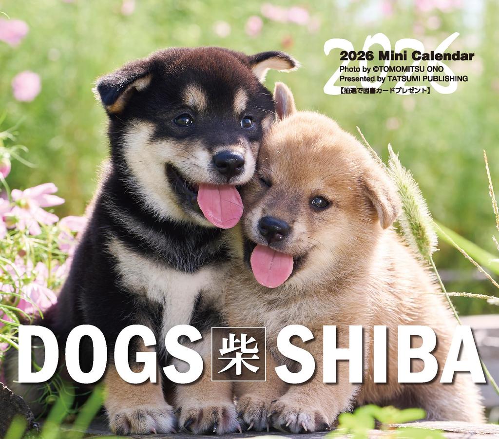 2026 Mini Calendar Dogs "Shiba"