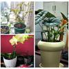 10Pcs Fixed Bonsai Fixing Tool Support Rod Flower Vine Climbing Bracket  For Plants Rose Flowers