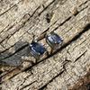 Elite 925 Sterling Silver Earring 8 Ct Natural Blue Sapphire Gemstone Certified