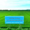 Wuchang Northeast Rice