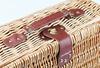 Captain Stag Picnic Basket Trunk UT-1001 Brown (approx.) Width 40 x Depth 29 x Height 16cm