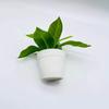 Home Simulation Green Small Potted Plants Desktop Decoration Fake Potted Landscaping Artificial Flowers Creative Ornaments