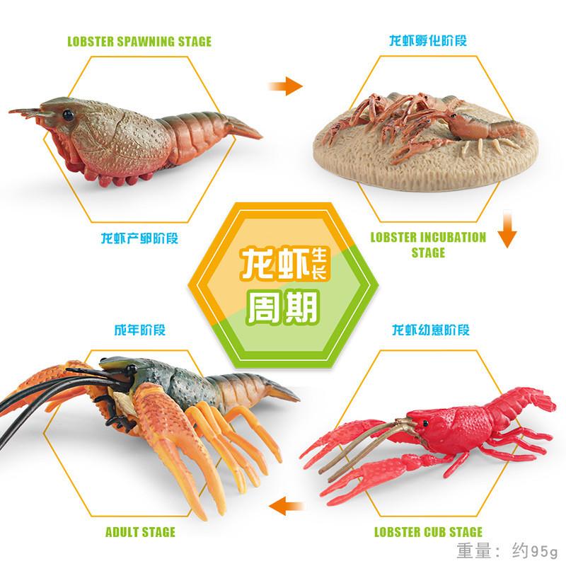 Intricate Lobster Growth Cycle Toy Realistic Plastic Model Ideal For Collectors And Educators StyleB