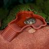 Schildkröten-Badebecken Freundliche Lebensumgebung Mit Stufen Für Reptilien Zum Ausruhen Und Baden Schildkröten-Futter Napf Reptilien-Badebecken L3T3