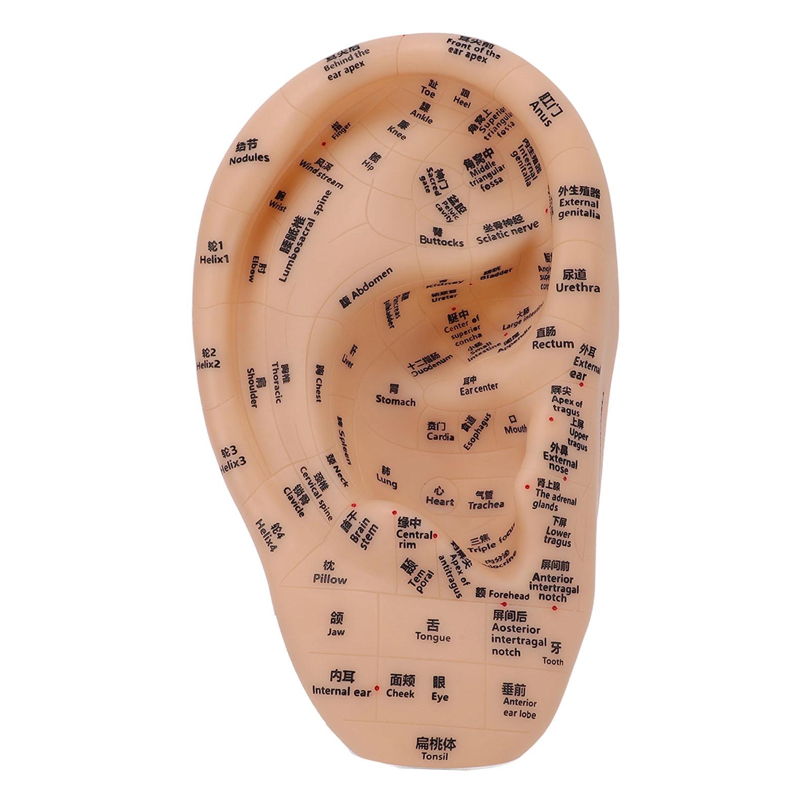 Ear Acupuncture Point Model Ear Zone Massage Model Laboratory Supplies for Acupoints Pressure Point Learning 30x17cm