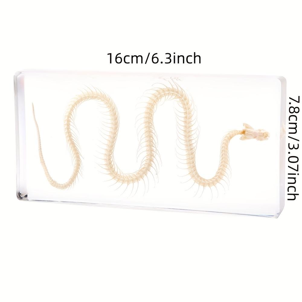 Snake Skeleton Specimen Gothic Natural Science Decor Home Office Desk Curiosity Ornament Acrylic Material Special Gift