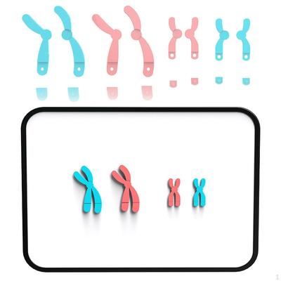 Chromosome Changes Model Demonstration Kit Biological Science Teaching Aids for School Students