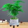 Asparagus Fern Indoor Plant: Air-Purifying, Evergreen, Hydroponic Bonsai for Office or Home
