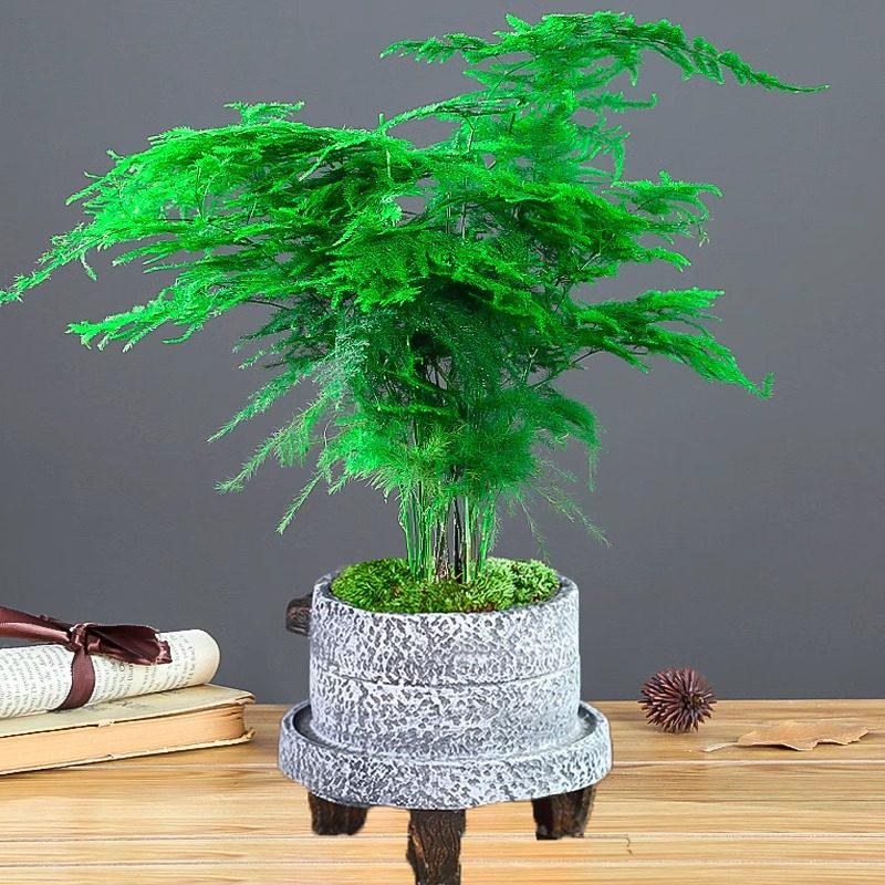 Asparagus Fern Indoor Plant: Air-Purifying, Evergreen, Hydroponic Bonsai for Office or Home
