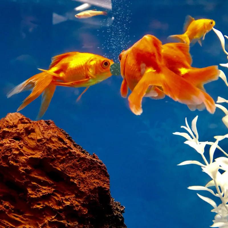 100-3000pc High Purity Spirulina Tablets Spiral Seaweed Enrichment Favorite Pets Food Fish Crystal Red Shrimp Fish Food Aquarium