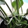 5 Pcs Transparent Leaf-Design Plant Support Stakes - Flexible Monstera Stem Clips, Invisible Plant Stake Holders for Indoor Plan