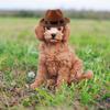 Dog Cowboy Hat High-Grade Cotton Adjustable Strap Decorative Puppy Hat Party Festival Pet Accessory Pet Supply