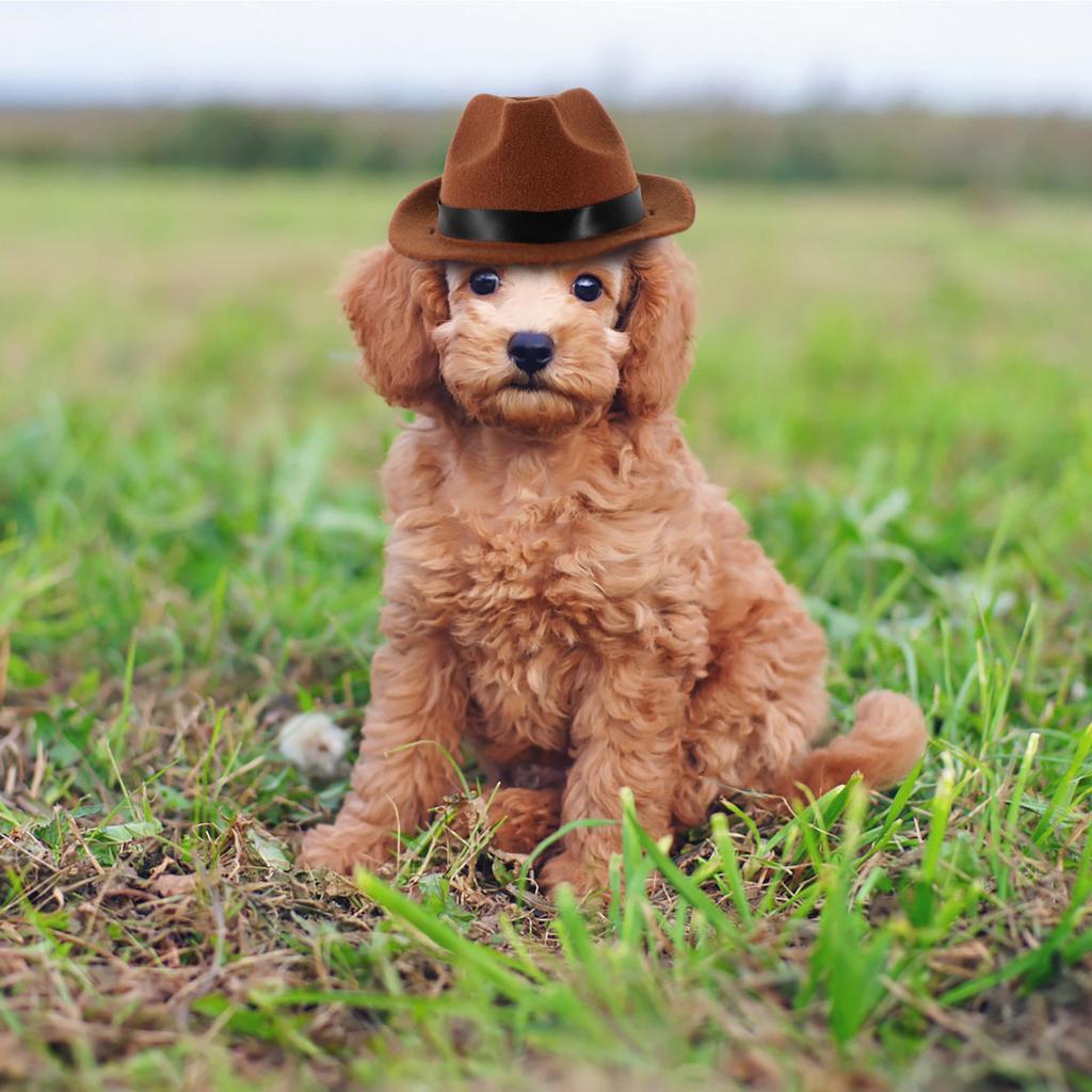 Dog Cowboy Hat High-Grade Cotton Adjustable Strap Decorative Puppy Hat Party Festival Pet Accessory Pet Supply
