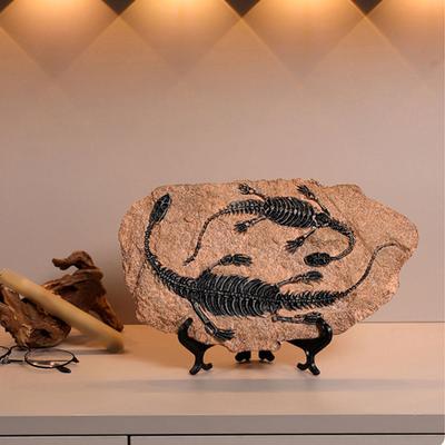 Artigianato Modello Fossili di Dinosauro Scheletro di Dinosauro Simulato Statuetta in Resina per Decorazioni Domestiche e Uso Educativo