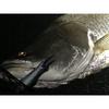 Gamakatsu Treble Hooks, TGW Twin SP-M NSC