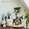 Kodama Glow-in-the-Dark Mononoke Figure 15 Pieces Night Light Cute Miniature DIY Garden Bonsai Aquarium Object Moss Terrarium Pot Decoration Glows