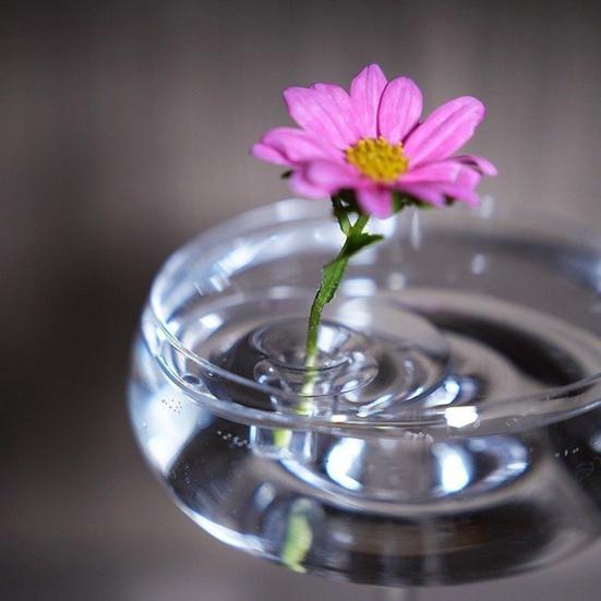 Floating Floral Arrangement Holder Clear Floating Flower Bowl Stem Holder Floating