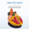 4X Magnified Human Heart Anatomy Model