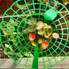 Strawberry Supports Stand Strawberry Plant Supports Cages Climbing Trelli