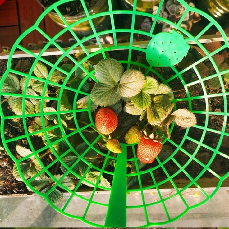 Strawberry Supports Stand Strawberry Plant Supports Cages Climbing Trelli