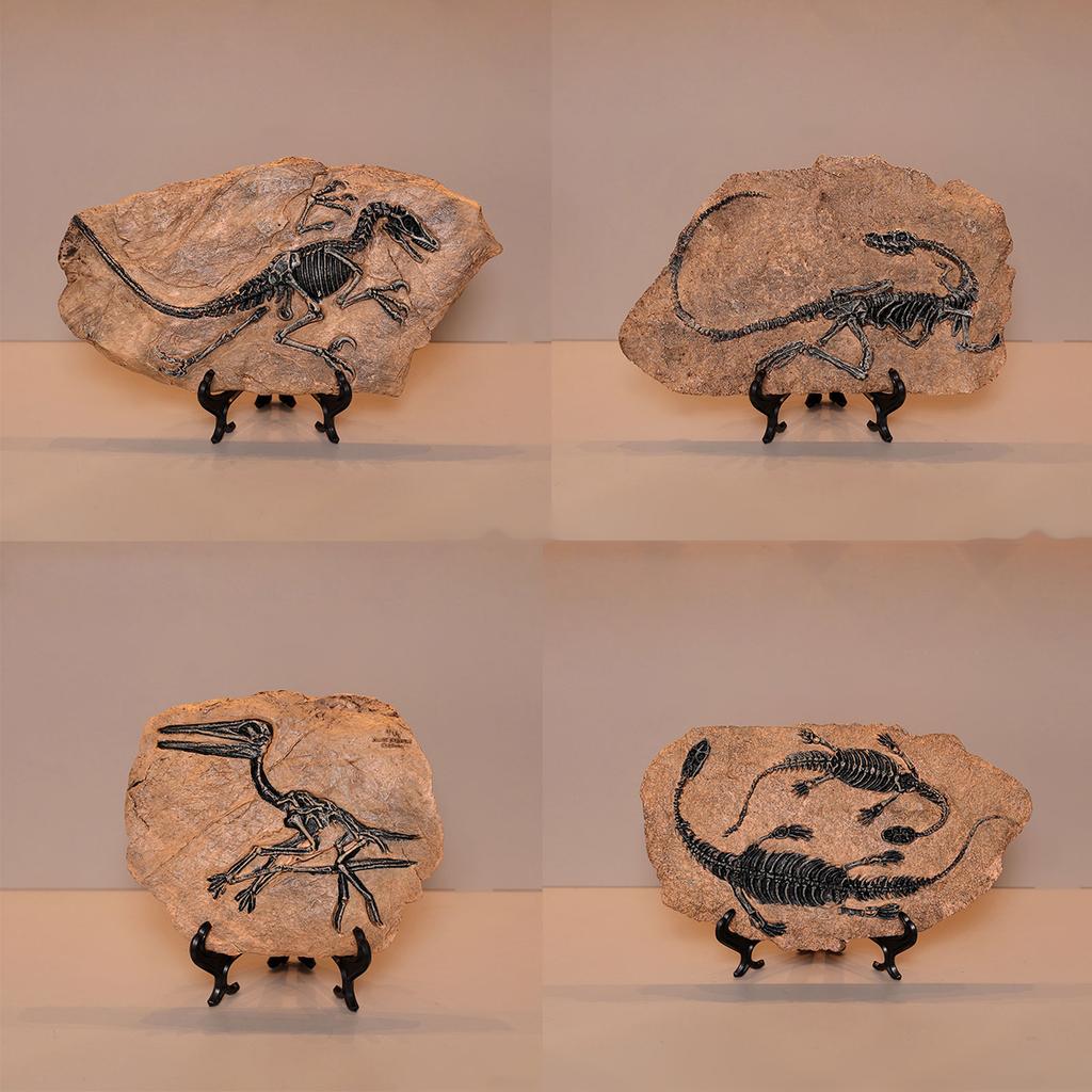 Handcrafts Dinosaur Fossils Model Simulated Dinosaur Skeleton Resins Statue Figurine for Home Decors and Educational Use