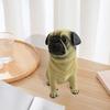 Bulldog – jako na obrázku