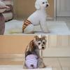 Soft Period Pants Pantie Soft Nappies Suspender for Girls Dog Reusable Doggies Period Diaper Incontinence
