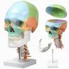 KIYOMARU Color Cervical Skull Model, Human Body Model, Skull Model, Supervised by a Physical Therapist, Life-Size, Includes Nerves and Vertebral Arter