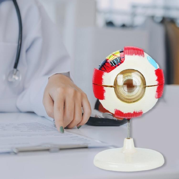 Abnehmbares anatomisches PVC-Augapfelmodell 6-fach vergrößertes menschliches Augapfel-Anatomiemodell für klinische settings und Forschung