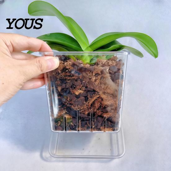 Orchid Planter for Phalaenopsis Clear with Saucer, Square Plant Pot Hydrophobic Succulents Drainage Holes, Transparent Flowerpot Phalaenopsis,