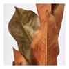 Core Training Dried Flower Magnolia Leaf Approx. L69cm 1 Bunch DE017765-zzz