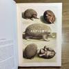[USED] CLASSIC NATURAL HISTORY PRINTS MAMMALS