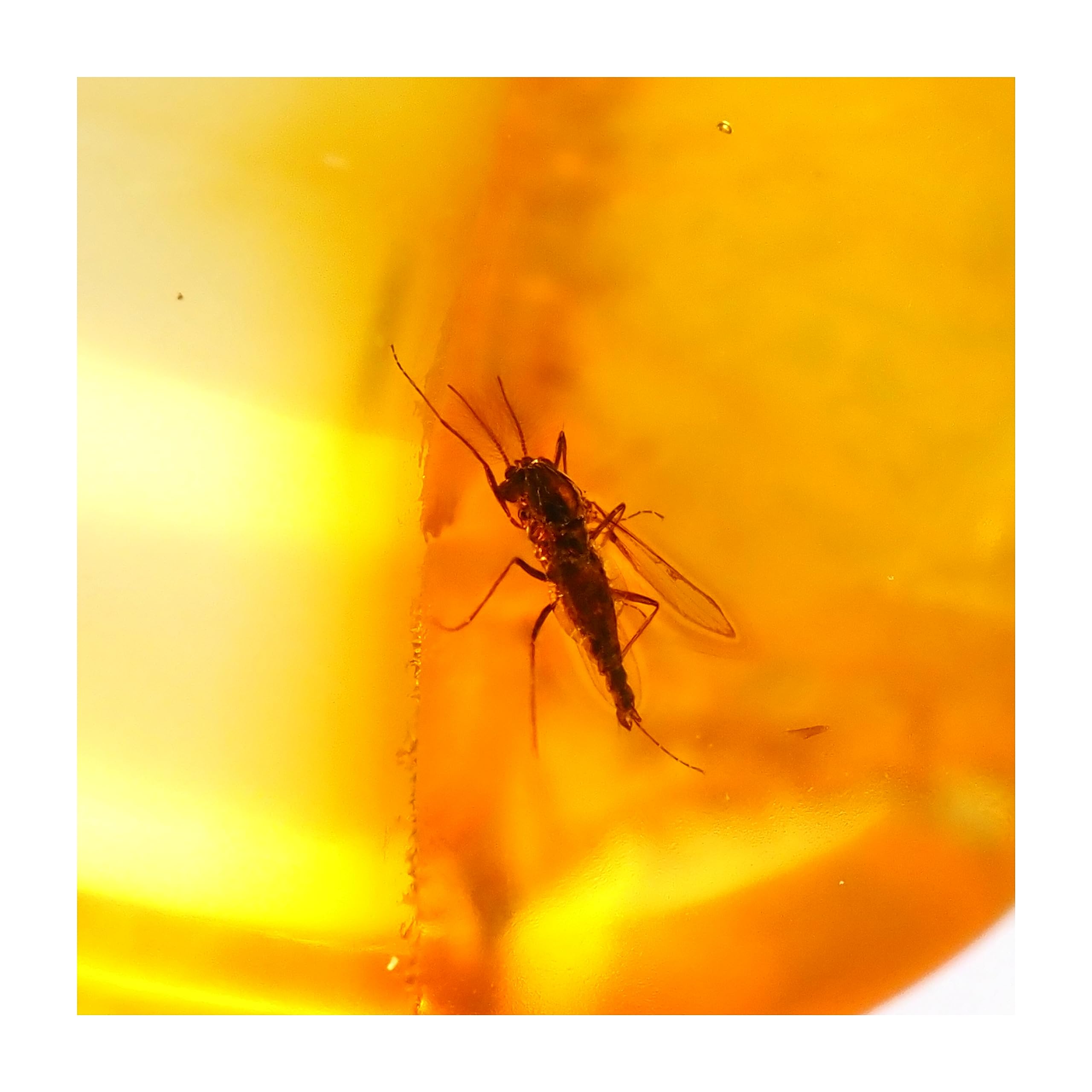 

stone Natural Fossil Amber with Insect Specimen of a [N2 Natural] / (4 One kind [Amber approx. 0.6g, 13x12x5.4mm Insect approx. 2mm])