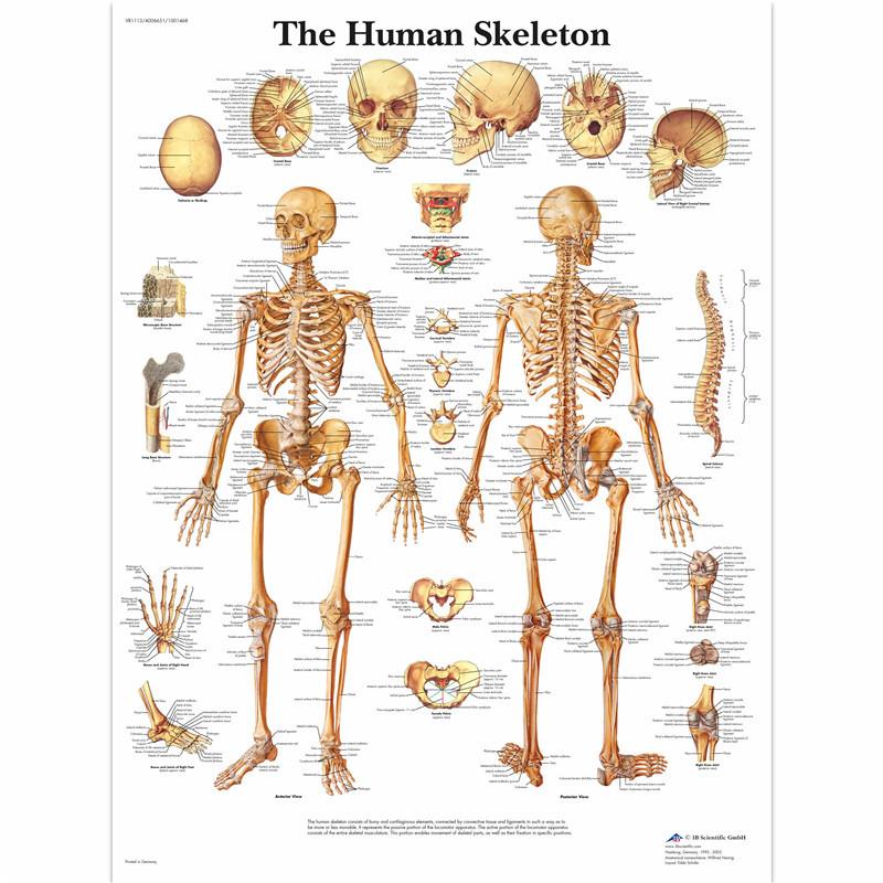 Anatomical Muscular System Poster Human Body Anatomy Chart Medical Educational Canvas for School Decor