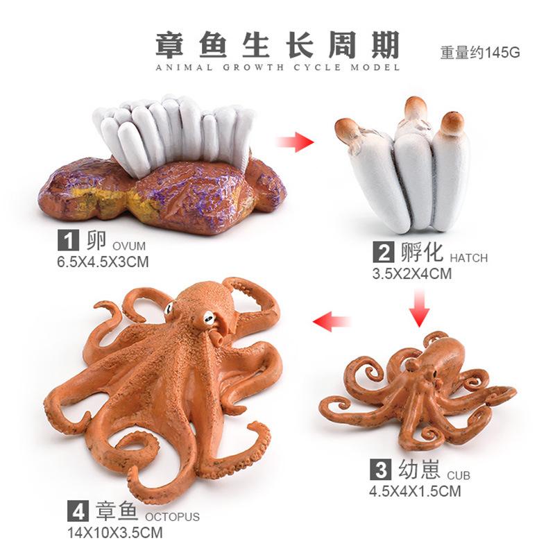 

Life Octopus Plastic Cycle Educational Model For Kids Science Projects And Creativity StyleB