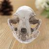 Scary Animal Skull Ornament Funny Artificial Skull Head Cat Skull Statue Halloween Decor Gifts