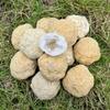 White Crystal Geode Stone - Home Decor & Science Teaching Gift