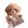 Children's Walking & Barking Plush Toy Dog - Interactive Birthday Gift