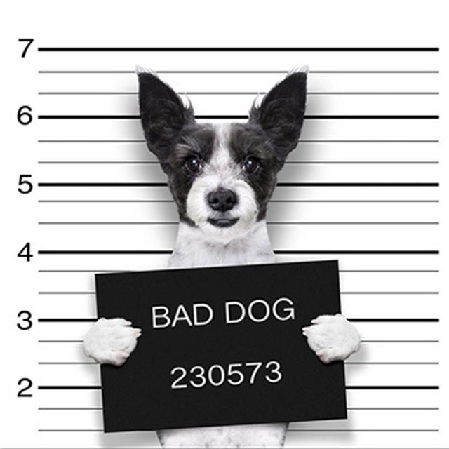 5d Diamond Painting Cat DIY Mosaic Flower Full Round/Square Diamond Embroidery Animal Handicraft Decor For Home