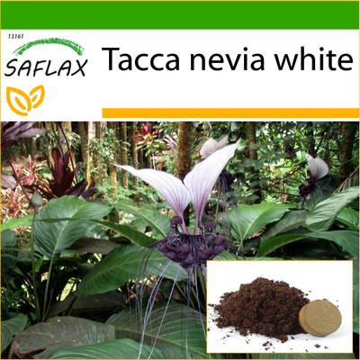 Riesige Fledermausblume weiß – 10 Samen – mit Blumenerde für eine bessere Anzucht – Tacca nevia weiß