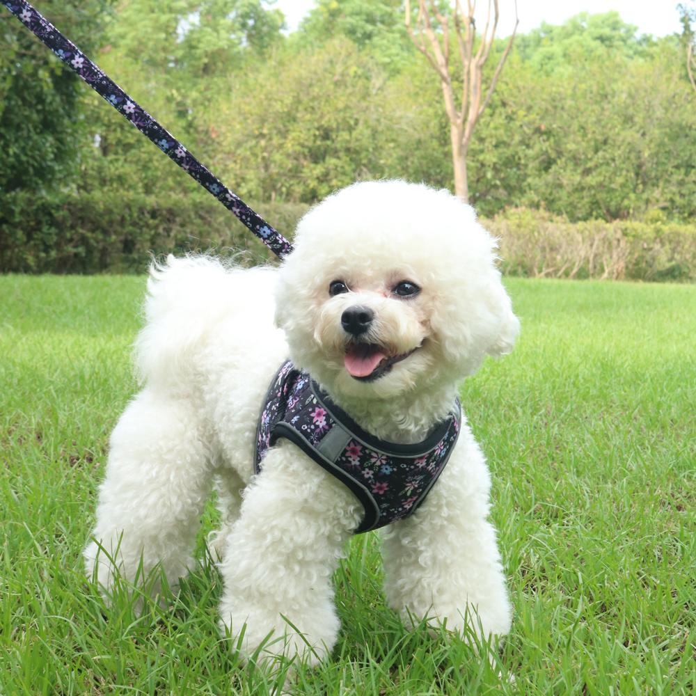 Small Dog Harness Vest Set Cute Traction Bracelet Medium Cat Collar Suit Soft Puppy Vest Harness Adjustable Pet Accessories