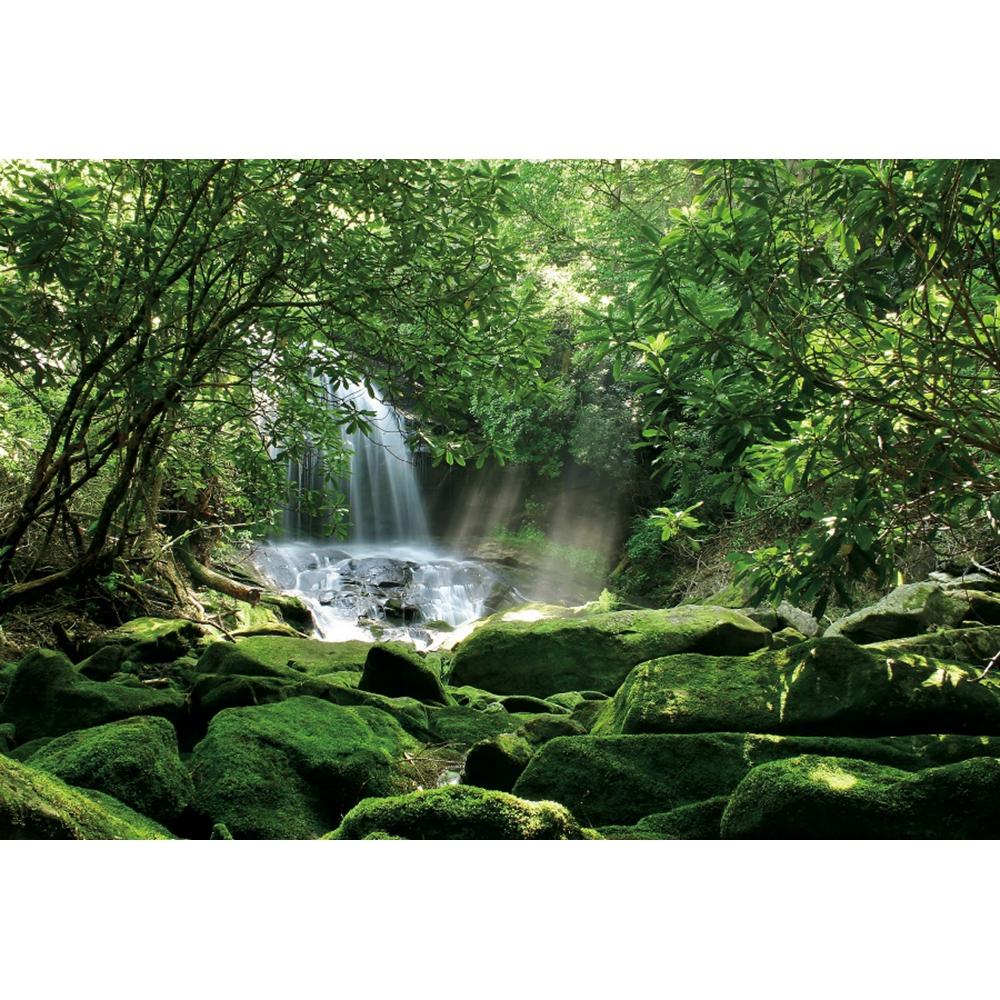 Spring Forest Backdrop Tropical Jungle Rainforest Backdrops for Photography Camping Adventure Birthday Background Photo Studio