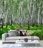Wallpaper Birch forest Tree nature