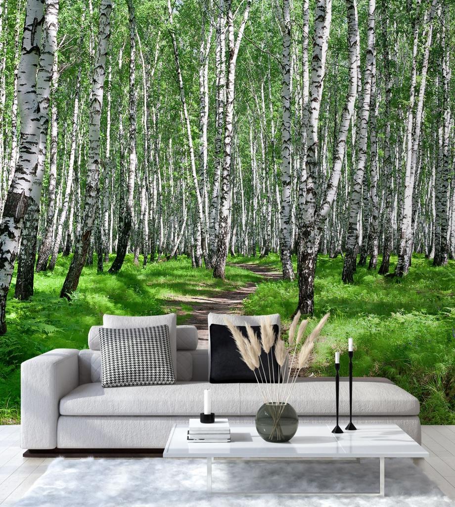 Wallpaper Birch forest Tree nature